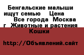 Бенгальские малыши ищут семью) › Цена ­ 5 500 - Все города, Москва г. Животные и растения » Кошки   